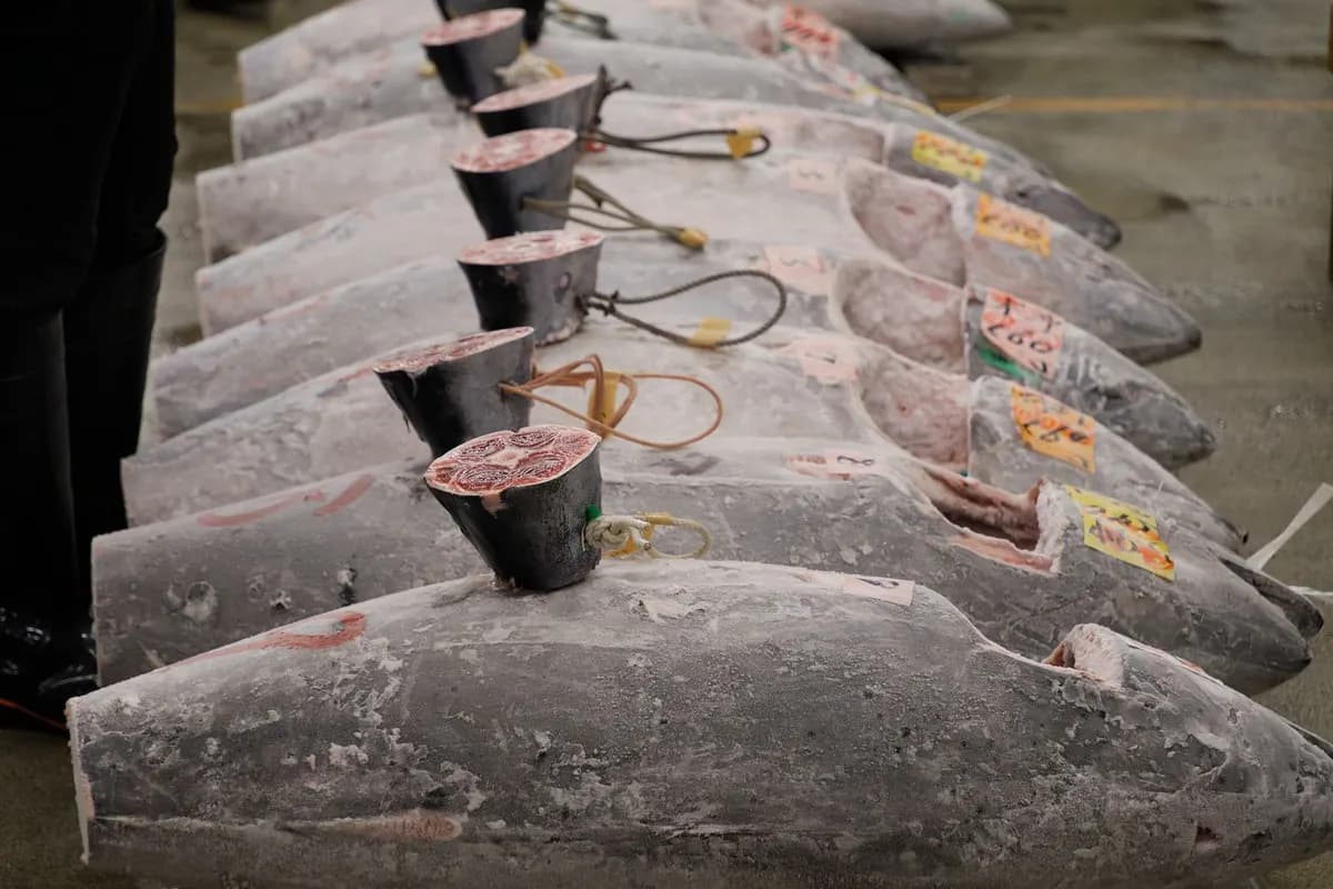 市場に並ぶ冷凍マグロのイメージ